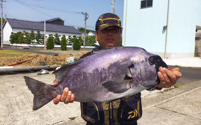 良型イシダイ釣果（5月15日）