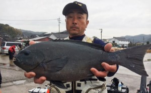 まだまだクロも石鯛も絶好釣！