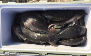 新年寒グロ釣果（1月4日）