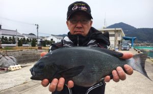 良型クロ釣果（3月18日）