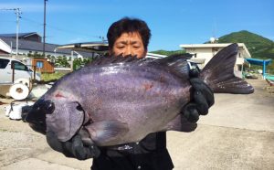 石鯛シーズン本番！（5月14日）