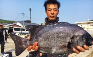 良型イシダイ釣果（5月28日）