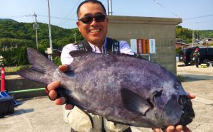 良型イシダイ釣果（5月28日）