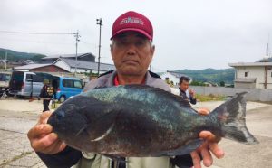 巨大イシダイ釣果！（6月10日）