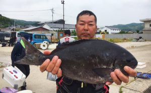 巨大イシダイ釣果！（6月10日）