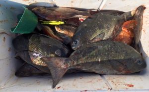 爆風の中での釣果（6月17日）