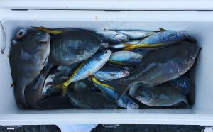 爆風の中での釣果（6月17日）