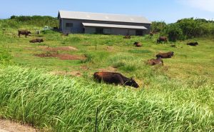 平戸から宇久島へ、えびす丸で行く家族旅行で思い出づくり