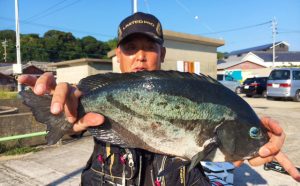 秋磯開幕！クロ釣果（10月8日）