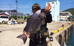 イシダイ好釣果（5月11日）