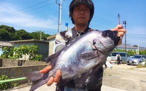 底物、イシダイ釣果（6月2日）