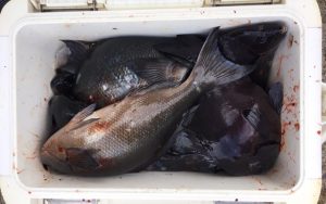 青物・上物・底物釣果（11月3日）