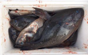 青物・上物・底物釣果（11月3日）