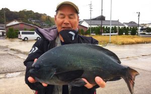 秋磯らしい釣果（11月8日）