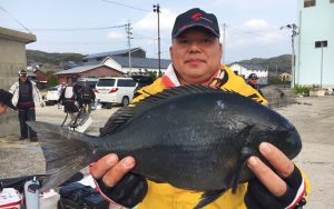 春の尾長、良型出現中