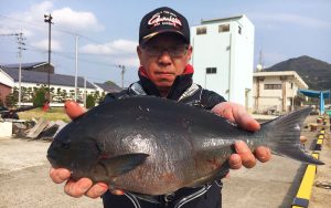 春の尾長、良型出現中