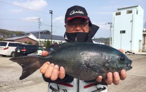 春の尾長、良型出現中