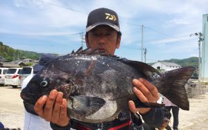 アラとイシダイ、底物釣果