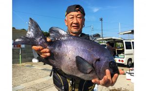 イシダイ絶好釣！