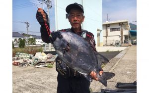 GW最終日、イシダイ好釣