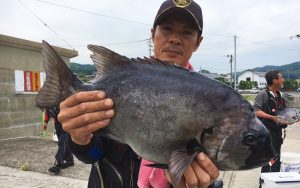 石鯛よく釣れています！