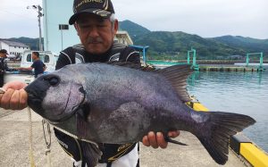 石鯛よく釣れています！