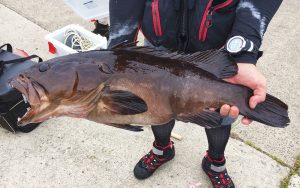 石鯛よく釣れています！