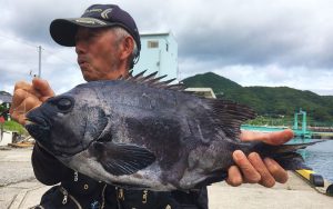 伊勢海老と石鯛