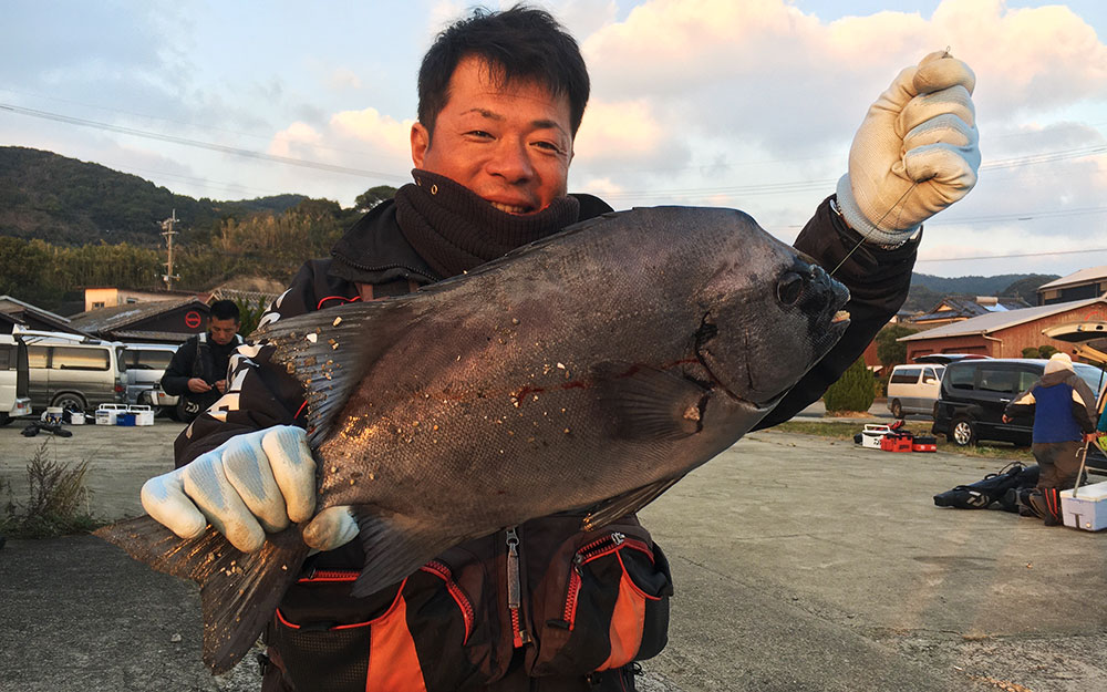 正月イシダイ好釣果