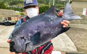 秋磯、本格始動！良型クロ釣果