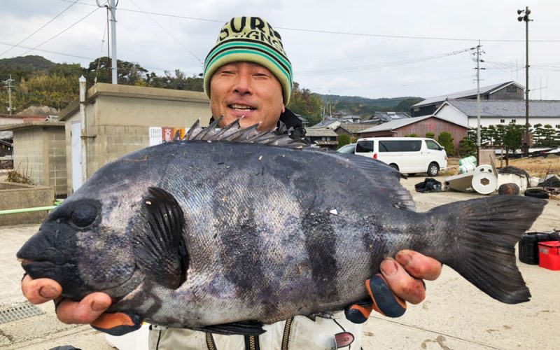 良型イシダイ釣果