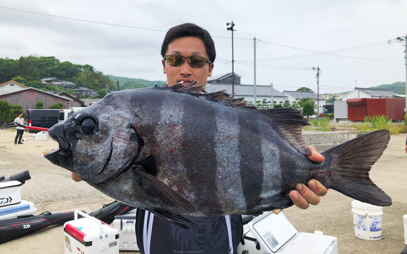 良型イシダイ釣果