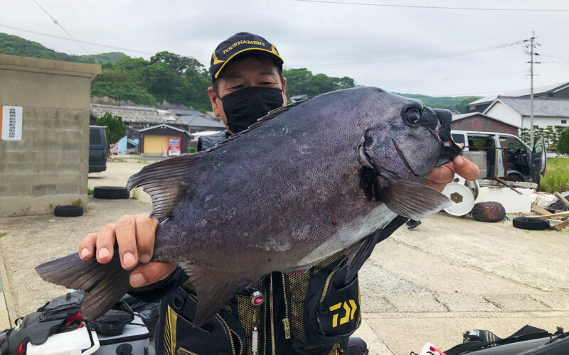 良型イシダイ釣果