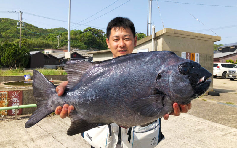 良型イシダイ釣果