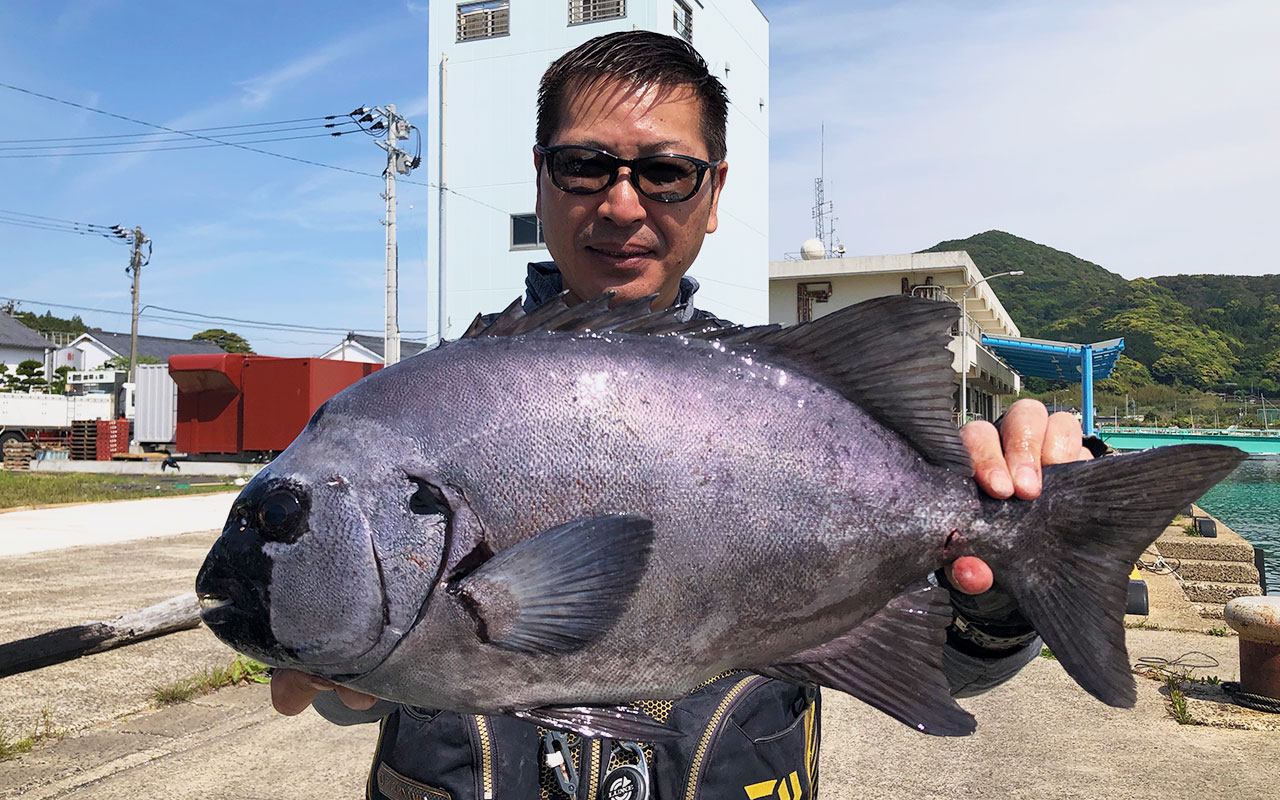 春の古志岐三礁！綺麗な良型イシダイの釣果