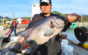 ゴールデンウィーク釣果！良型イシダイ