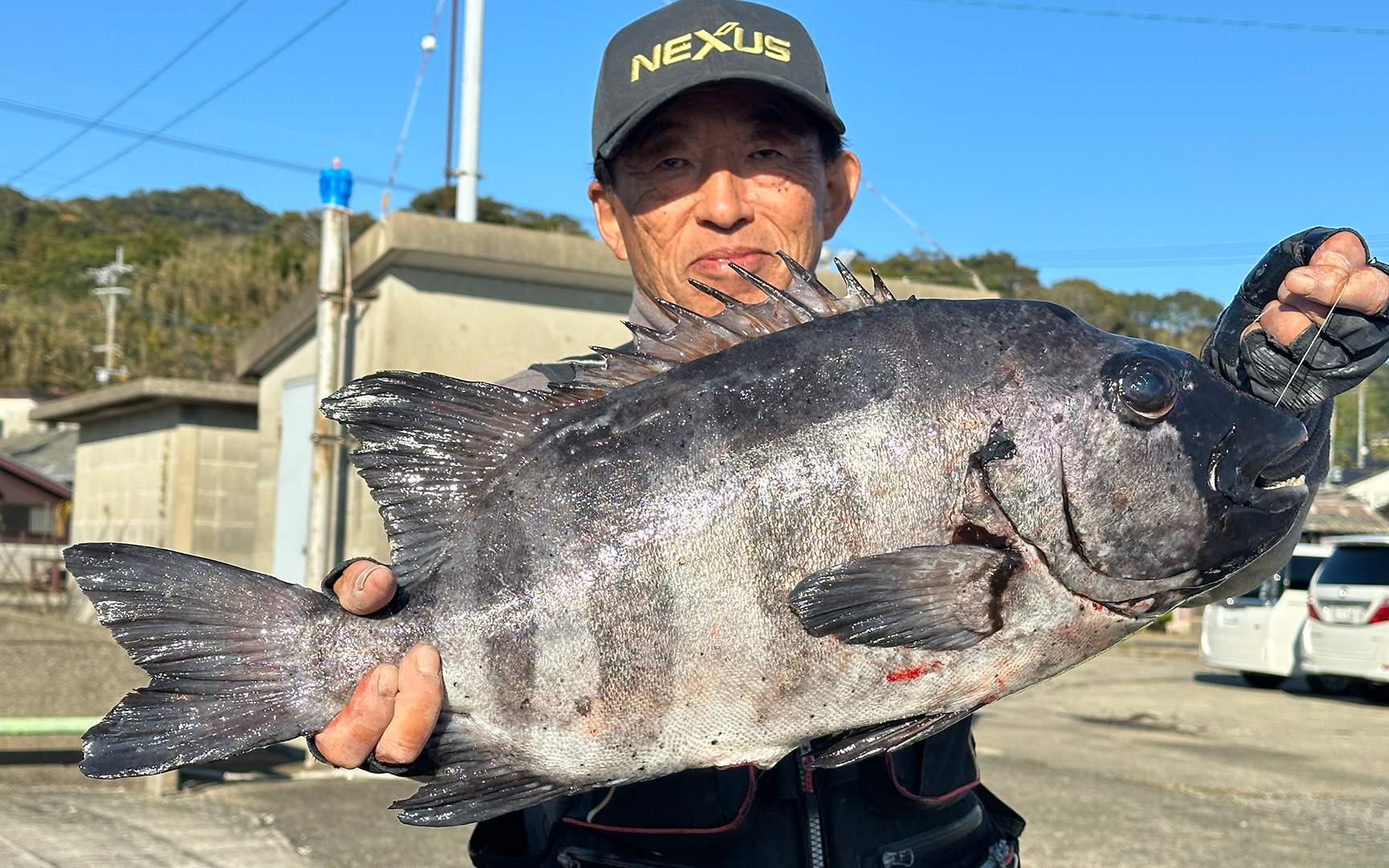 新春の幸運を呼ぶ！良型石鯛